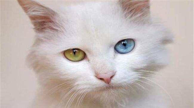 家猫品种－国外猫的主要品种有哪些
