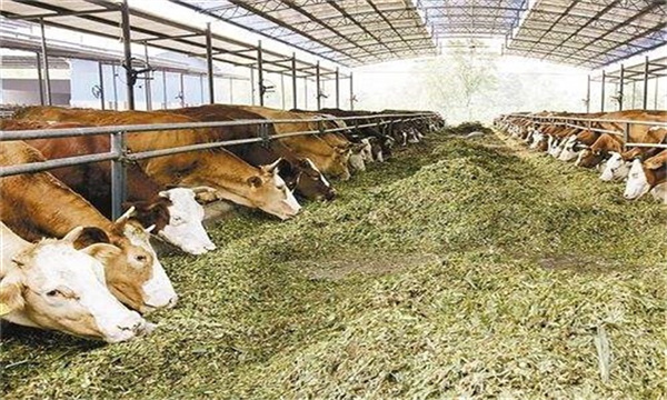 如何根据肉牛生长规律在秋季快速育肥