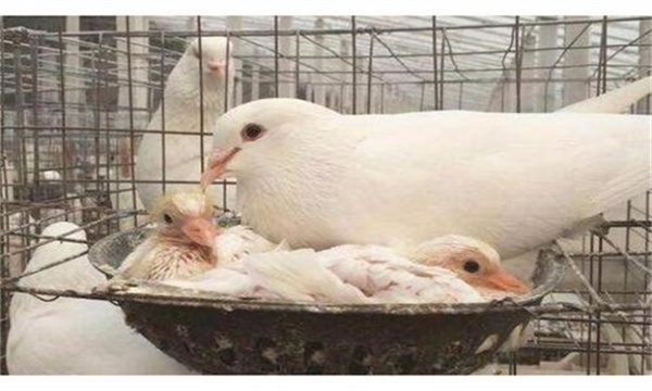 肉鸽哪个品种好养