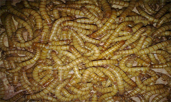 黄粉虫养殖条件要求