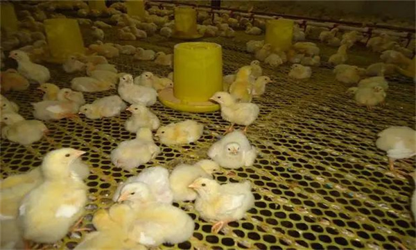 肉仔鸡饲养方式一般有哪几种