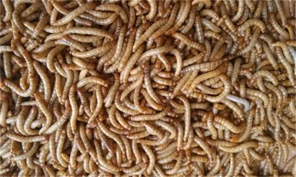 黄粉虫养殖