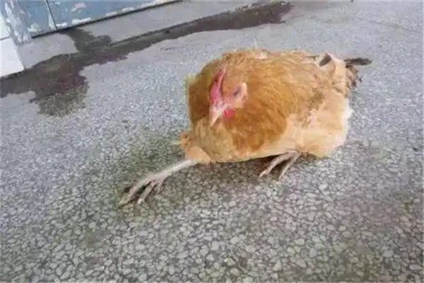 怎样防治禽类病毒性关节炎