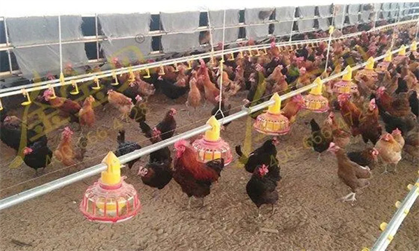 如何提高肉鸡种蛋孵化率
