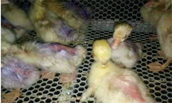 雏鹅互相啄毛原因及解决方法是什么