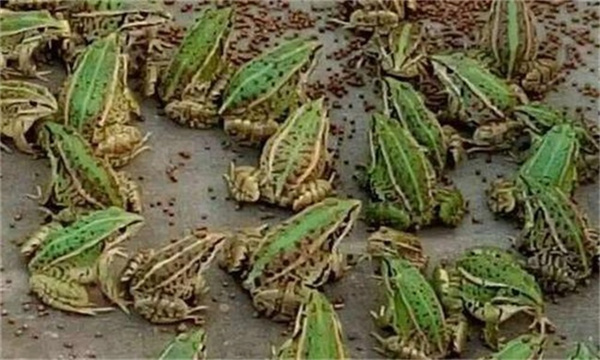 养殖青蛙需要哪些基础条件要求