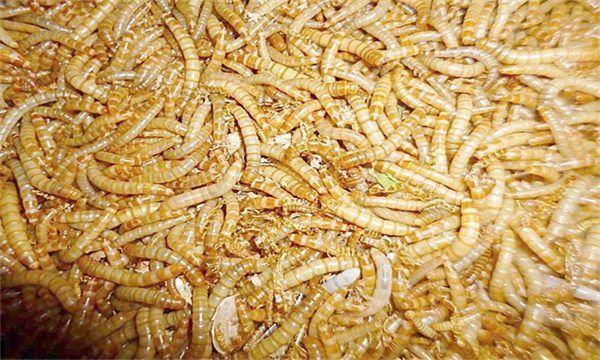 养殖黄粉虫的注意事项：温度