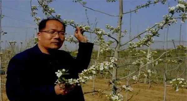 梨树在幼树期