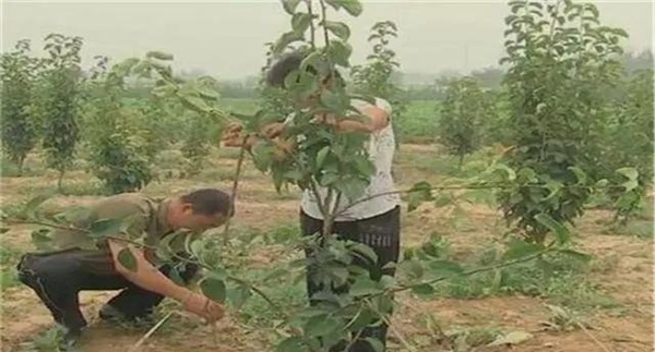 梨树在幼树期如何修剪