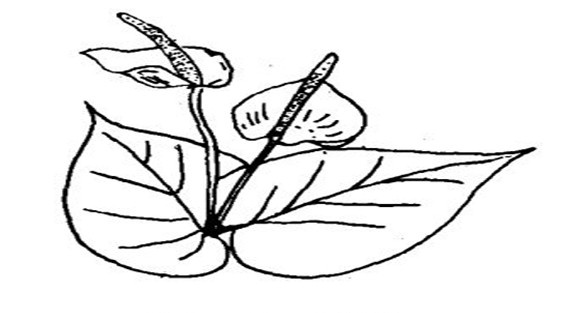 火鹤花怎么养，怎么养火鹤花效果好