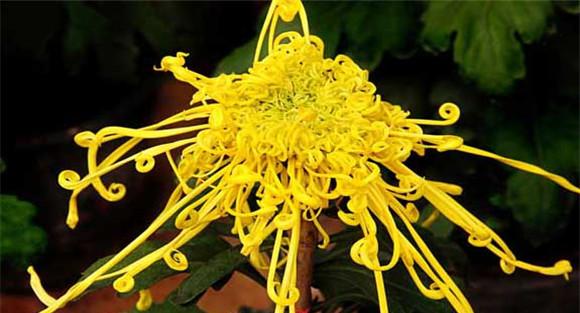 盆栽菊花怎么养才好？