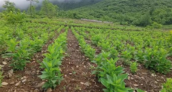 种植密度