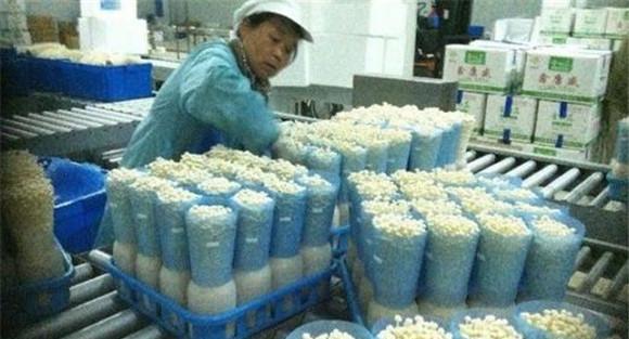 金针菇工厂化栽培技术