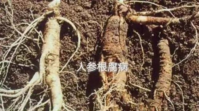 人参根腐病的症状特征