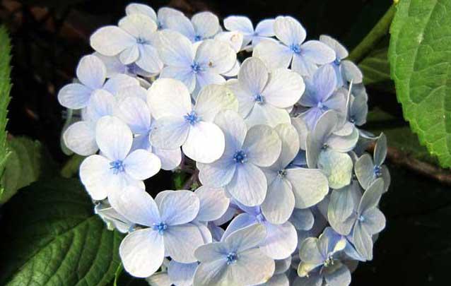 花卉怎么养