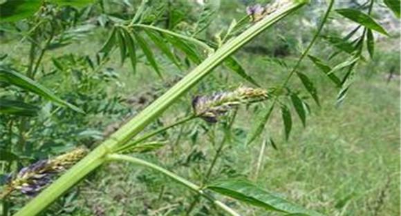 甘草的田间管理方法
