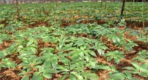 三七病虫害防治技术