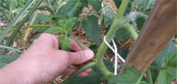 番茄整枝打杈方法