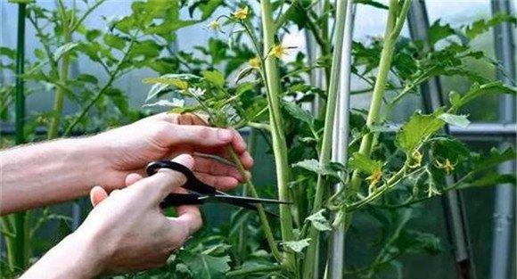 番茄整枝打杈注意事项