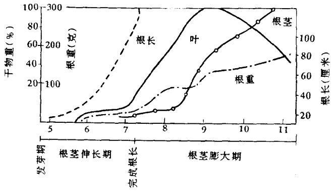 牛蒡种植技术