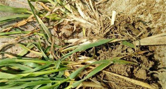 小麦纹枯病要抓住时机防治