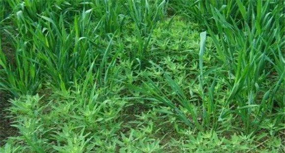 麦田除草要对症下药