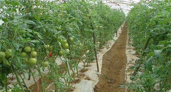 怎样防治绵腐病