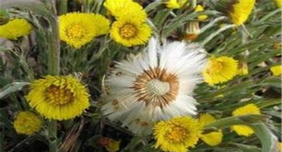 款冬花栽培技术