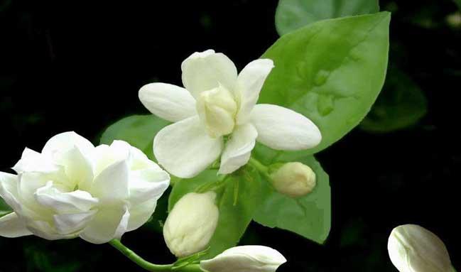 茉莉花的繁殖方法