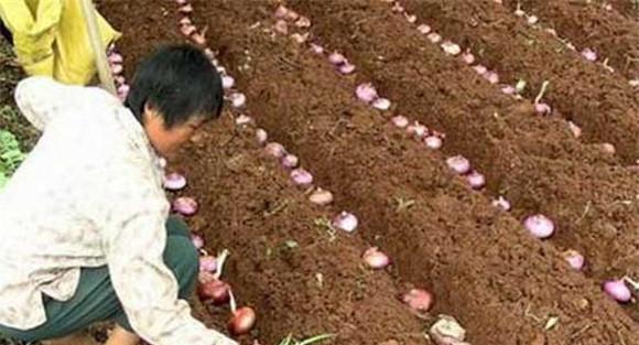洋葱种植