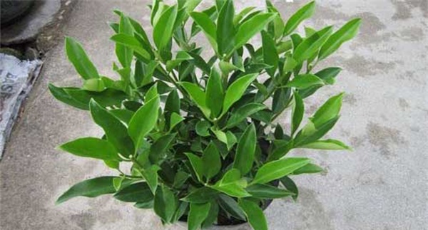 非洲茉莉怎么插枝