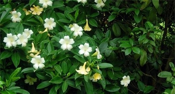 如何栽培和养护非洲茉莉