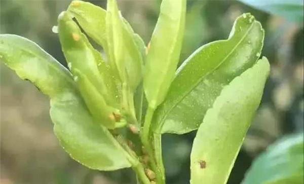 柑橘木虱对柑橘树的危害