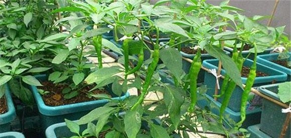 盆栽辣椒的播种方法