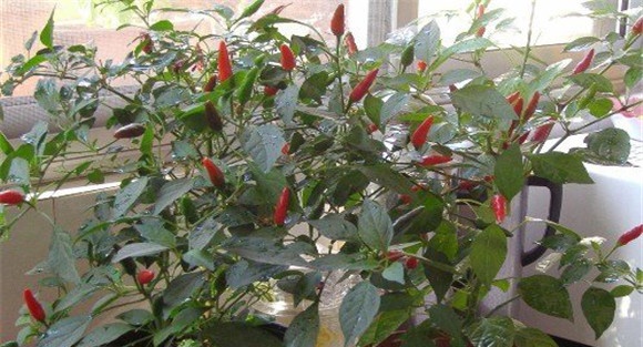 盆栽辣椒的种植方法和注意事项