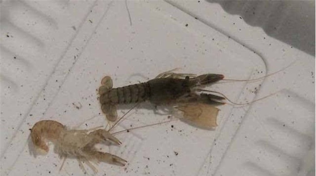 小龙虾脱壳是怎么回事