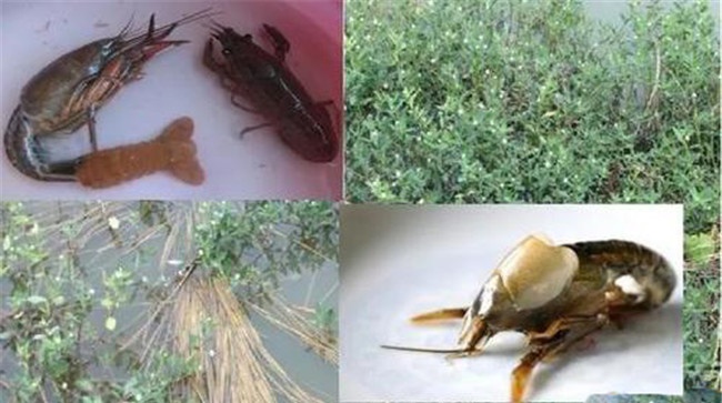 小龙虾的蜕壳周期