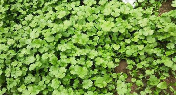 香菜重茬死苗怎么办