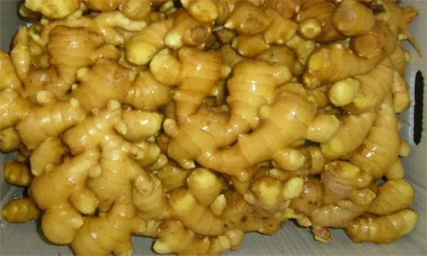 山东有哪些优良的生姜品种