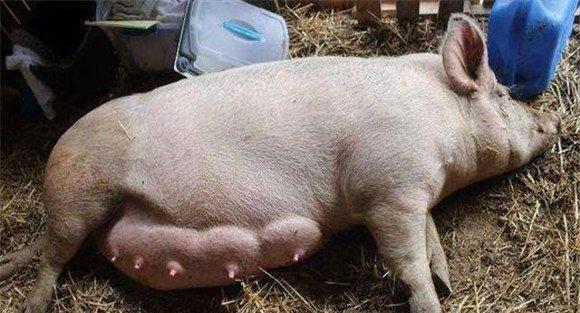 母猪乳腺炎的症状表现