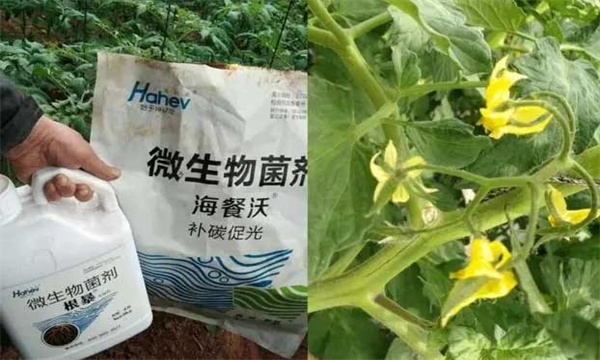 番茄施用生物菌肥注意事项