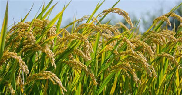 为什么说农作物白根有劲、黄根保命、黑根生病