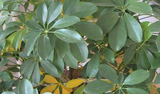 发财树种植方法