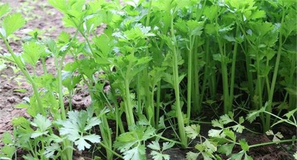 芹菜的栽培模式