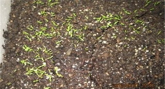 整地施肥方法