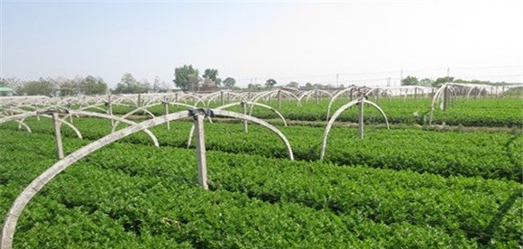 芹菜苗期管理要点
