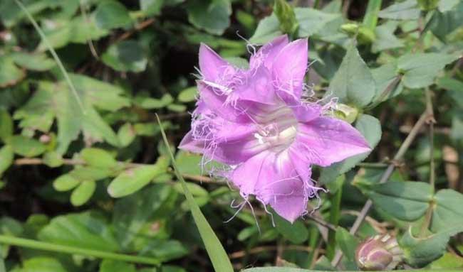 花卉养殖方法
