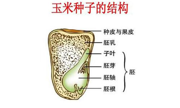 玉米种子及其构造是什么样的