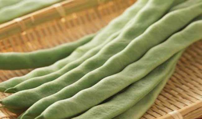四季豆种植管理