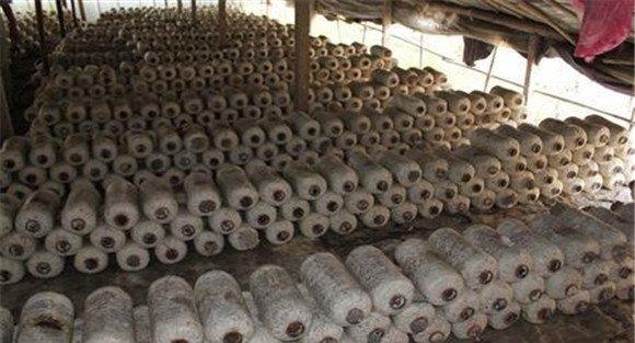 食用菌原种的灭菌、接种与培养方法